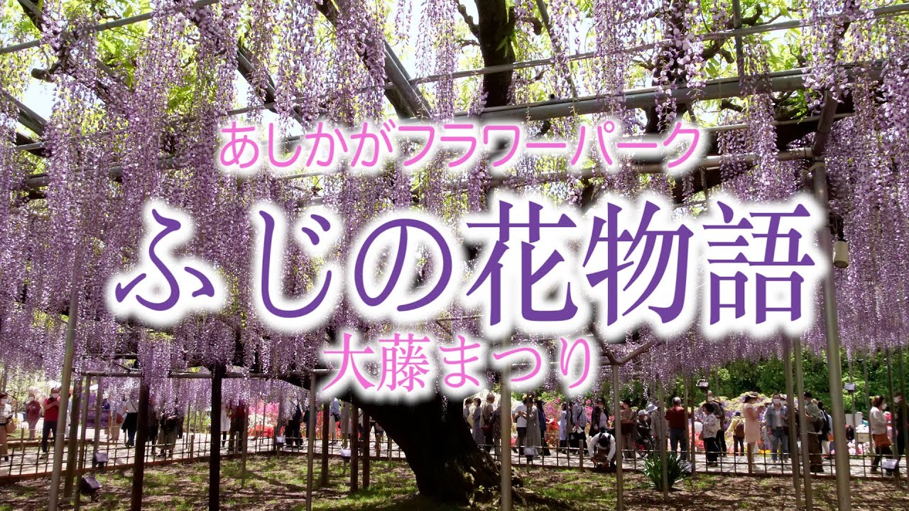 潜入取材 あしかがフラワーパーク ふじの花物語 大藤まつり Youtube