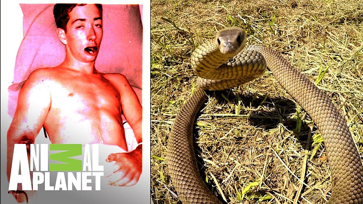 Hombre es mordido por una de las serpientes más venenosas | El lugar más peligroso | Animal Planet