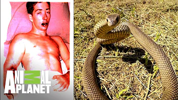 ¿Se puede sobrevivir a la mordedura de una serpiente taipán?