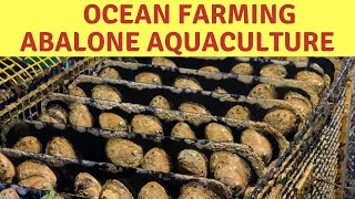 Sustainable Ocean Aquaculture Farming of California Abalone in Cage Culture