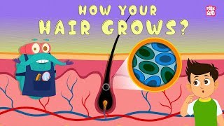 How Your Hair Grows?  The Dr. Binocs Show | Best Learning Videos For Kids | Peekaboo Kidz