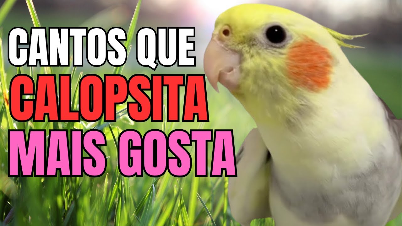 10 cantos de CALOPSITA para ensinar calopsita cantar SUA CALOPSITA VAI ...