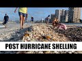 Post hurricane shelling. Milton carpeted South Marco Beach with shells!