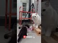 funny clip cat animal comedy