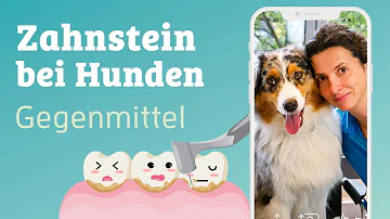 Was tun wenn der Hund schlechte Zähne hat?