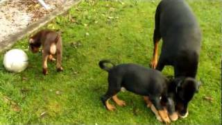 doberman puppies first time in the garden by jad4754 850 views 12 years ago 6 minutes, 12 seconds