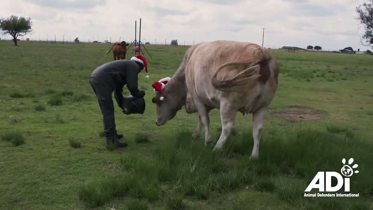 Christmas treats for lions and tigers
