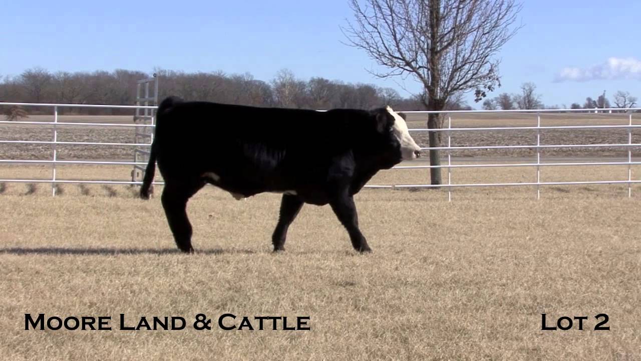 Moore Land & Cattle 2 YouTube