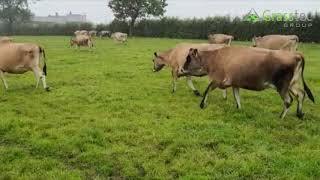 10 Jersey In Calf Cows - UK