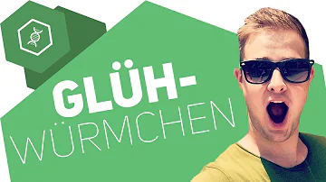 Was bringt Glühwürmchen zum leuchten?