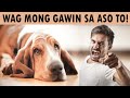 Mga bagay na ayaw ng aso sa mga tao | (Don't do this)