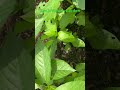Jute Leaves (LALO)