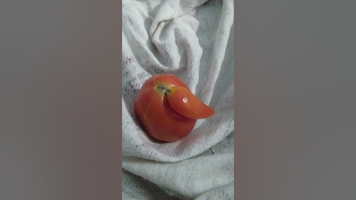 twins tomato | tomato with baby tomato | Brilliant House Plant