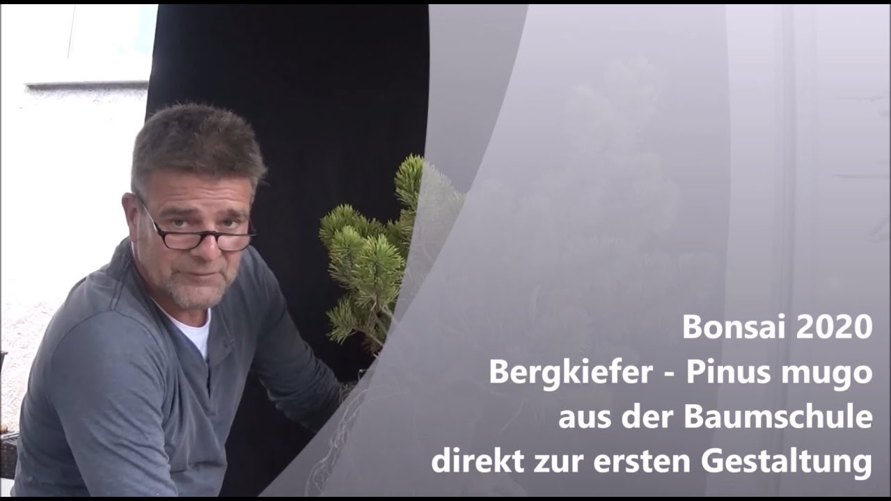 Bonsai 2020-20 - Bergkiefer - Pinus mugo - aus der Baumschule direkt zur ersten Gestaltung