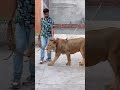 My simba died😭😭 #ytshorts #petlover #animals #lion #wildcats #bigcats #wildpets #died #sad #simba