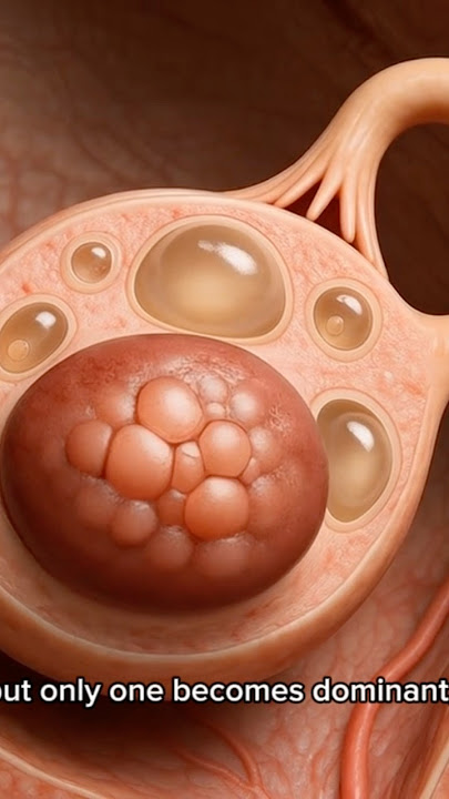 How Ovulation Works: The Egg’s Journey Each Month #pregnant #baby  #ovulation