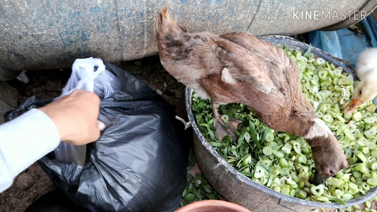 Pakan alternatif entok agar cepat besar-Cara ampuh menghemat pakan