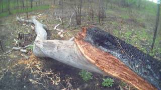 Offgrid :: Turning a fallen tree into firewood