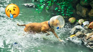 15 Inspiring Animal Rescues 🙀 Profile