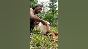 Harvesting cassava part 176 #shorts #farming #cassava #nature  #cassavaroots #cassavafarming