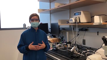 Look Into the Labs - Chiara Bellini Lab