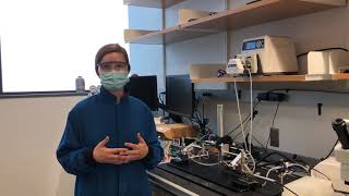 Look Into the Labs - Chiara Bellini Lab
