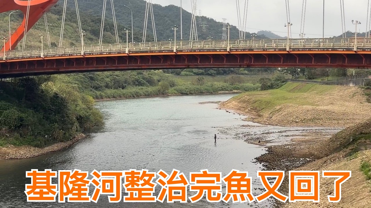 Creek fishing in Taiwan 基隆河汐止段整治完魚又回來了