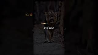 #attitudestatus #attitudeshayari #nowatermarks #short_Entartainment #withoutwatermarkpoetry