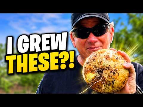 Growing Onions in Tubs? Look at This Harvest!