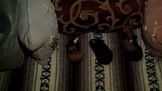 BABY CAVIA PORCELLUS RJ DAVID CJ IRIS TRIXIE DAVID MARY CLOVER 102_7205