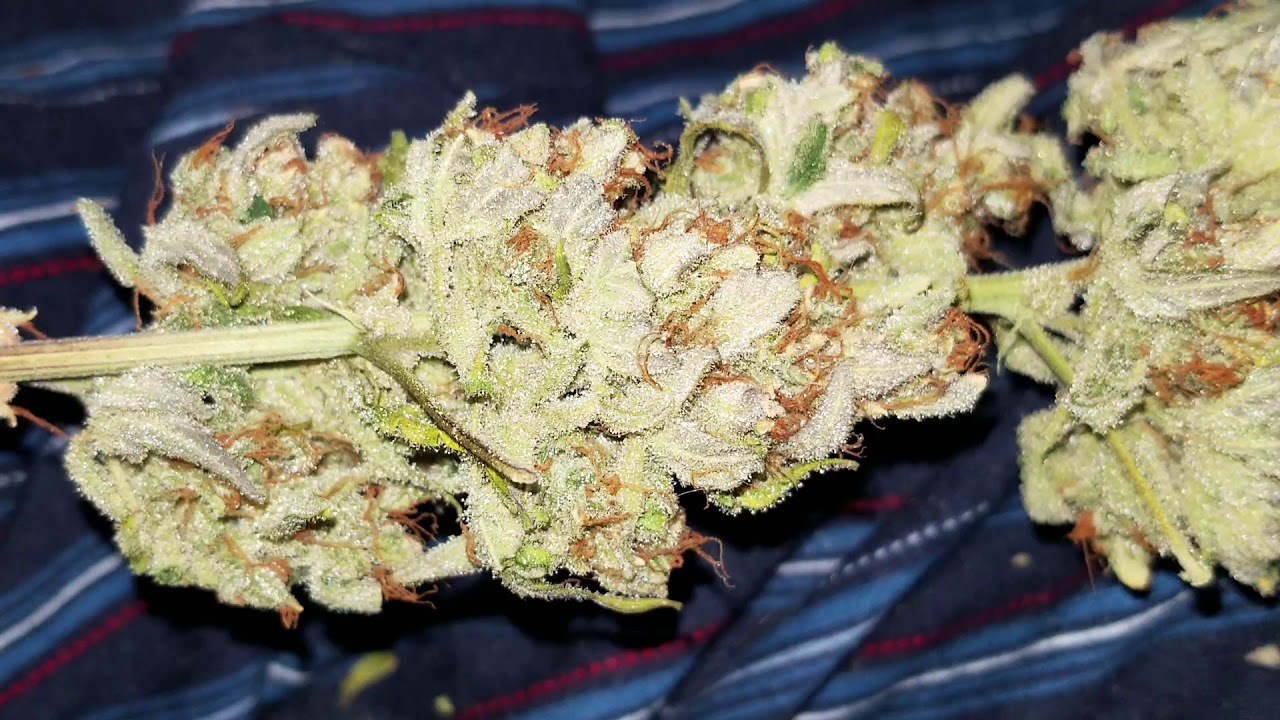 Damn frosty, White N bubble, Tips for dry and cure