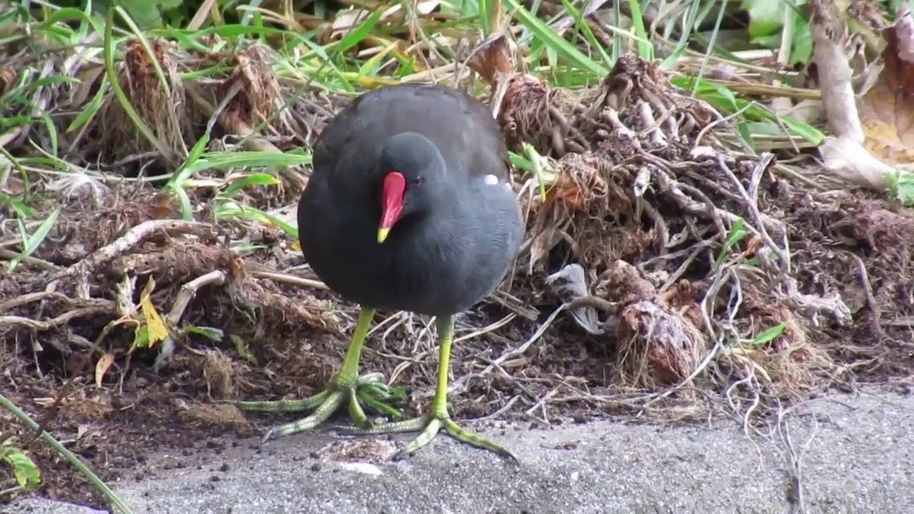 Moorhen Chicks