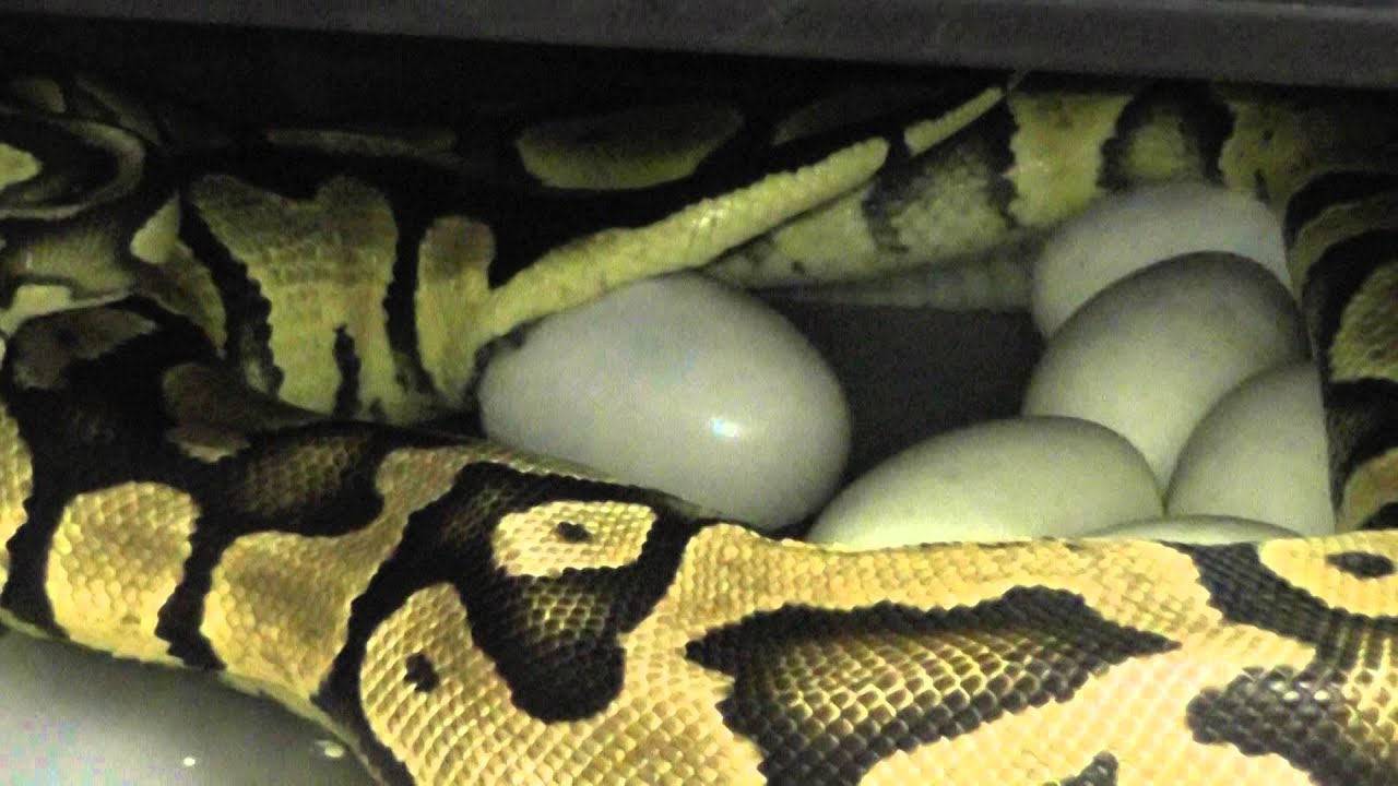 clutch nba Pastel laying