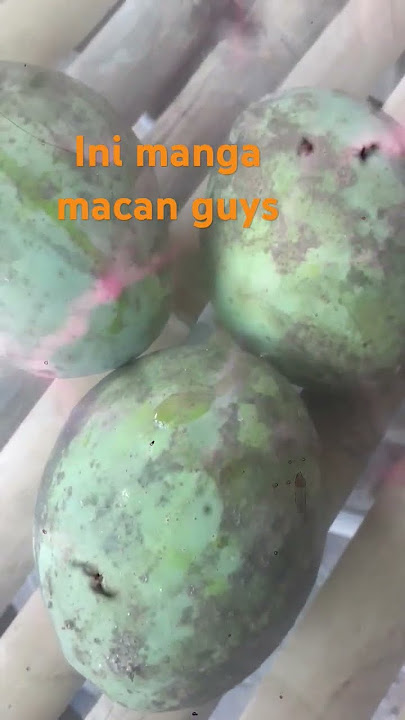 #manga macan guys