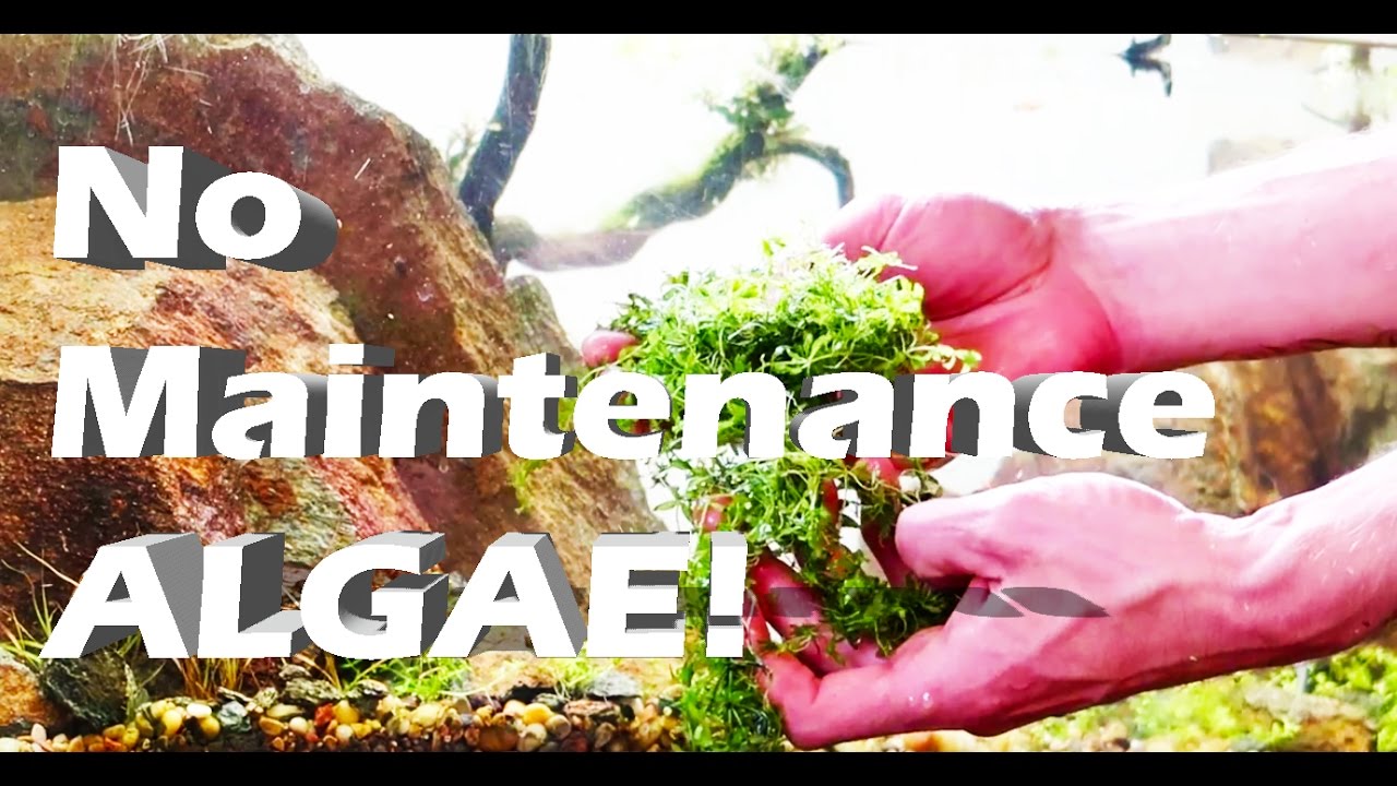How to Kill Aquarium Algae & Foreground Plants NO MAINTENACE TANK UPDATE DIY ALGAE REMOVER