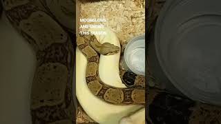 Celebrity MoonGlow Boa Constrictor Pairing! #Shorts Net Worth