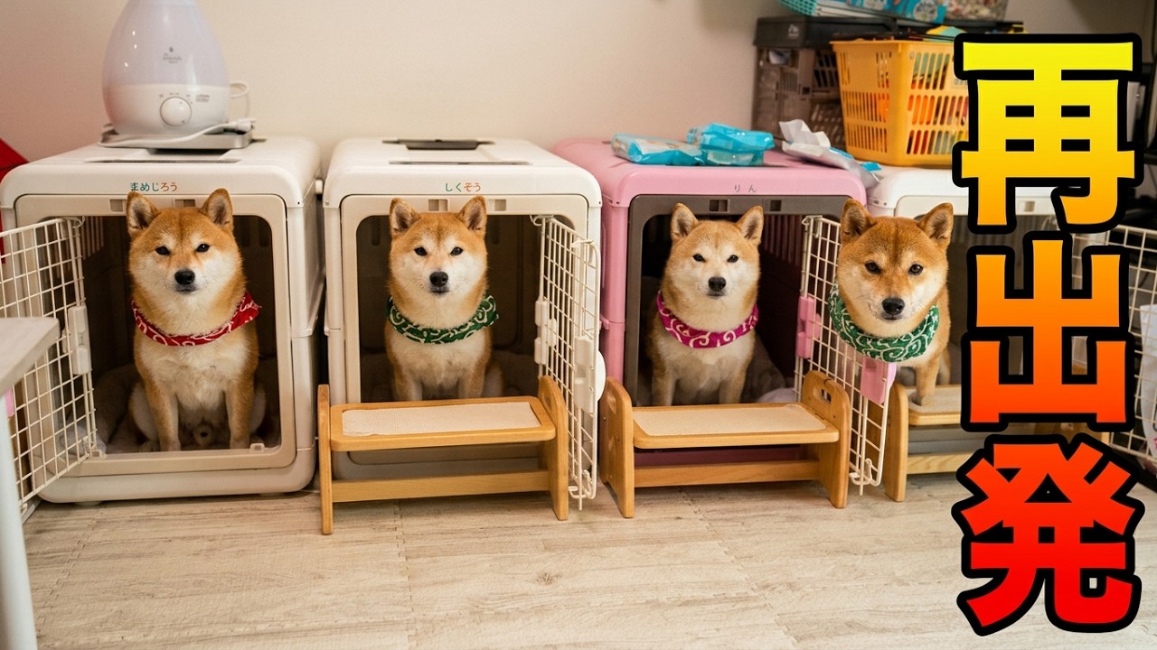 The lives of the Shiba Inus changed drastically. - YouTube