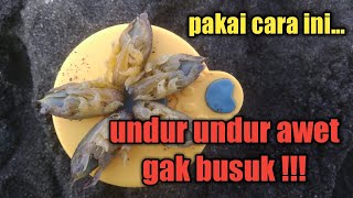 Cara menyimpan umpan undur undur gembur (yutuk) agar awet