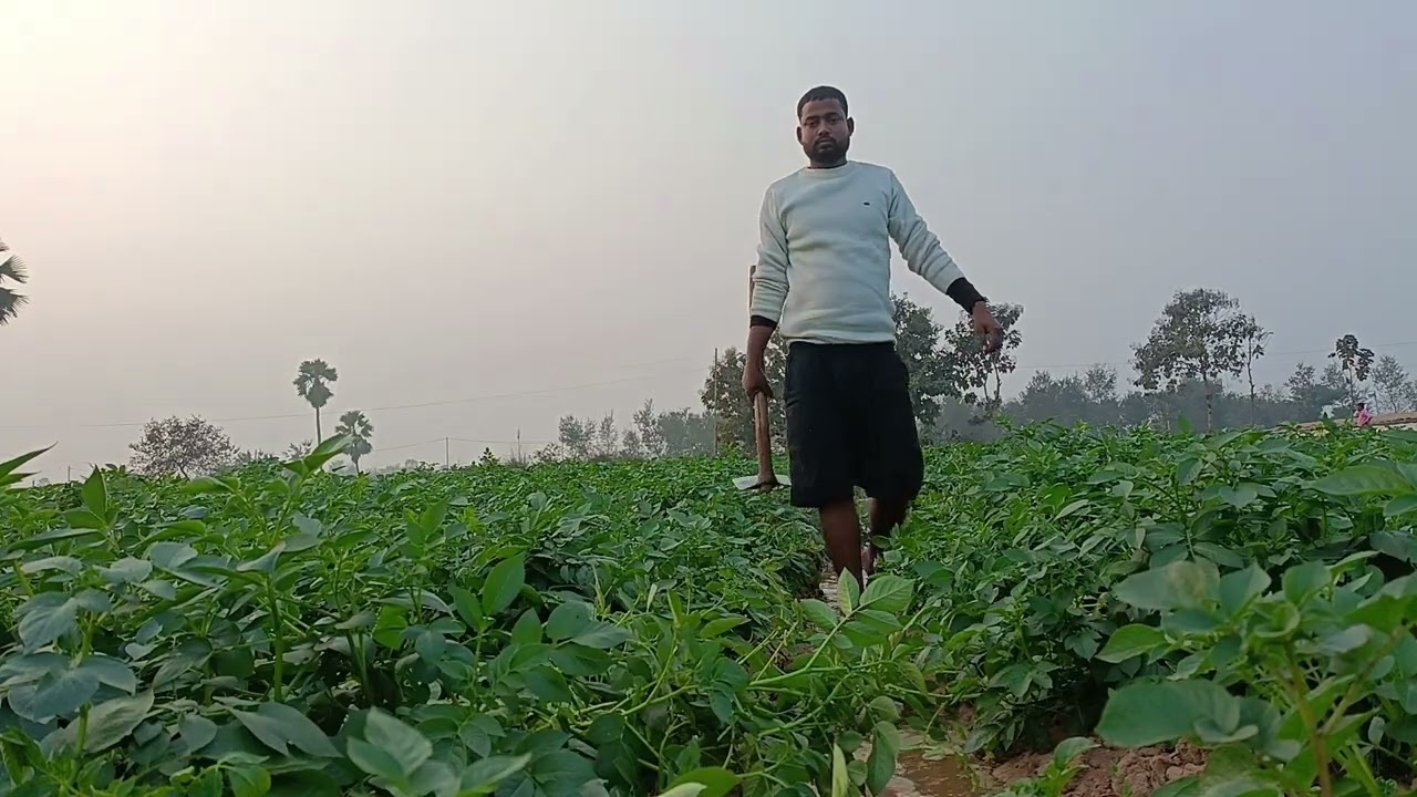 रोज के तरह आज हमारा काम फिर से खेत में लगा है 🥔🥔