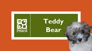 Teddy Bear Fun Facts by Petland Tulsa 7 views 3 months ago 1 minute, 8 seconds