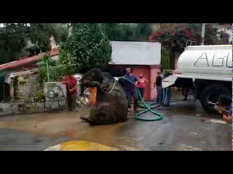 'Giant Rat' Found In Mexico Drain, Watch Viral Video PEOPLE GET SHOCKED!