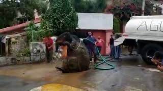 'Giant Rat' Found In Mexico Drain, Watch Viral Video PEOPLE GET SHOCKED!