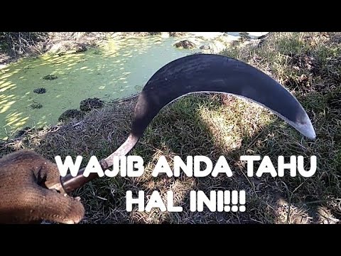 Cara Memilih Sabit Yang Bagus Dengan Tingkat Ketajaman Tidak Diragukan - Youtube
