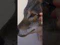 Painting a coyote