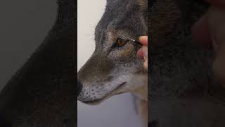 Painting a coyote