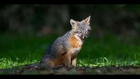 Simple animation using SFML and C++