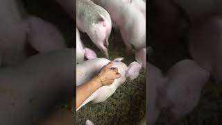 inject the process #hogfarming #pig #hogger #pigbreeding #farming #pigfeed #pigfarming