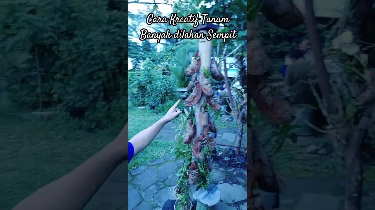 Cara Kreatif Tanam banyak dilahan sempit! 