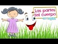 PARTES DEL CUERPO en inglés para niños - Vocabulario en español e inglés