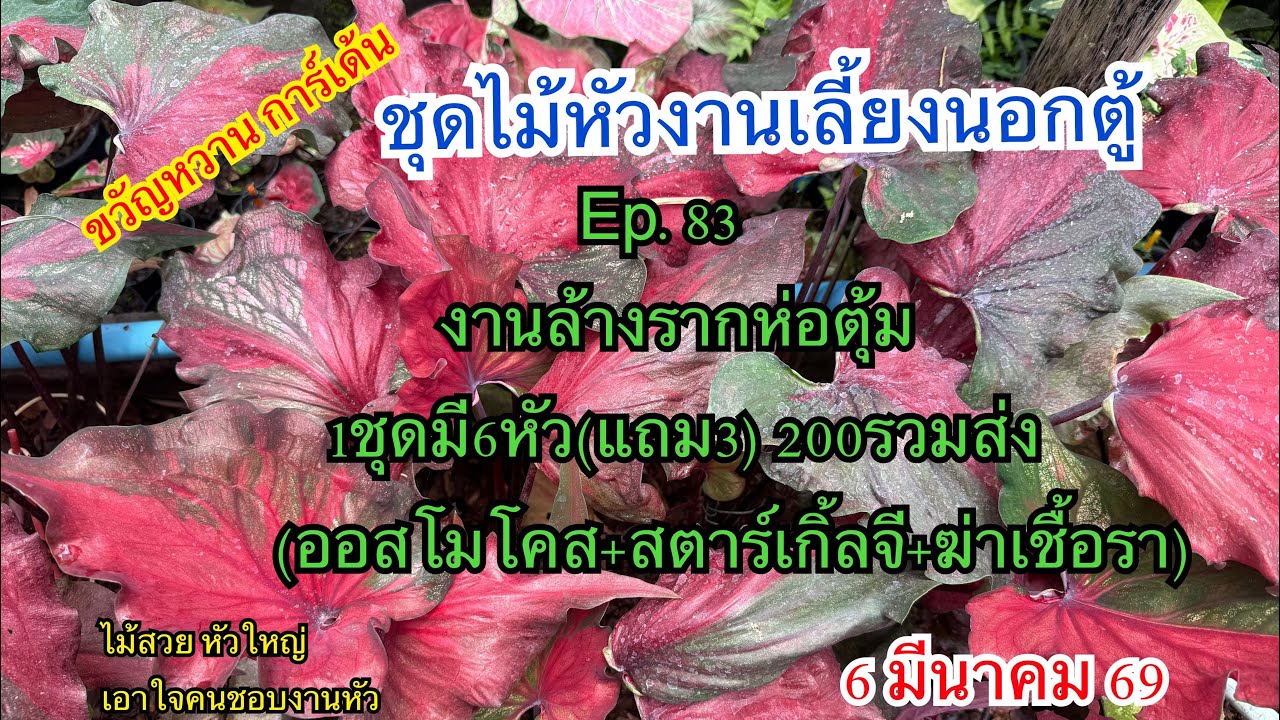 🌼🪻โปรจัดชุดงานหัวไม้นอกตู้Ep.83🌼🪻 6 มีนาคม 69☎️094-5323653 #บอนสี  #บอนสีขวัญหวานการ์เด้น